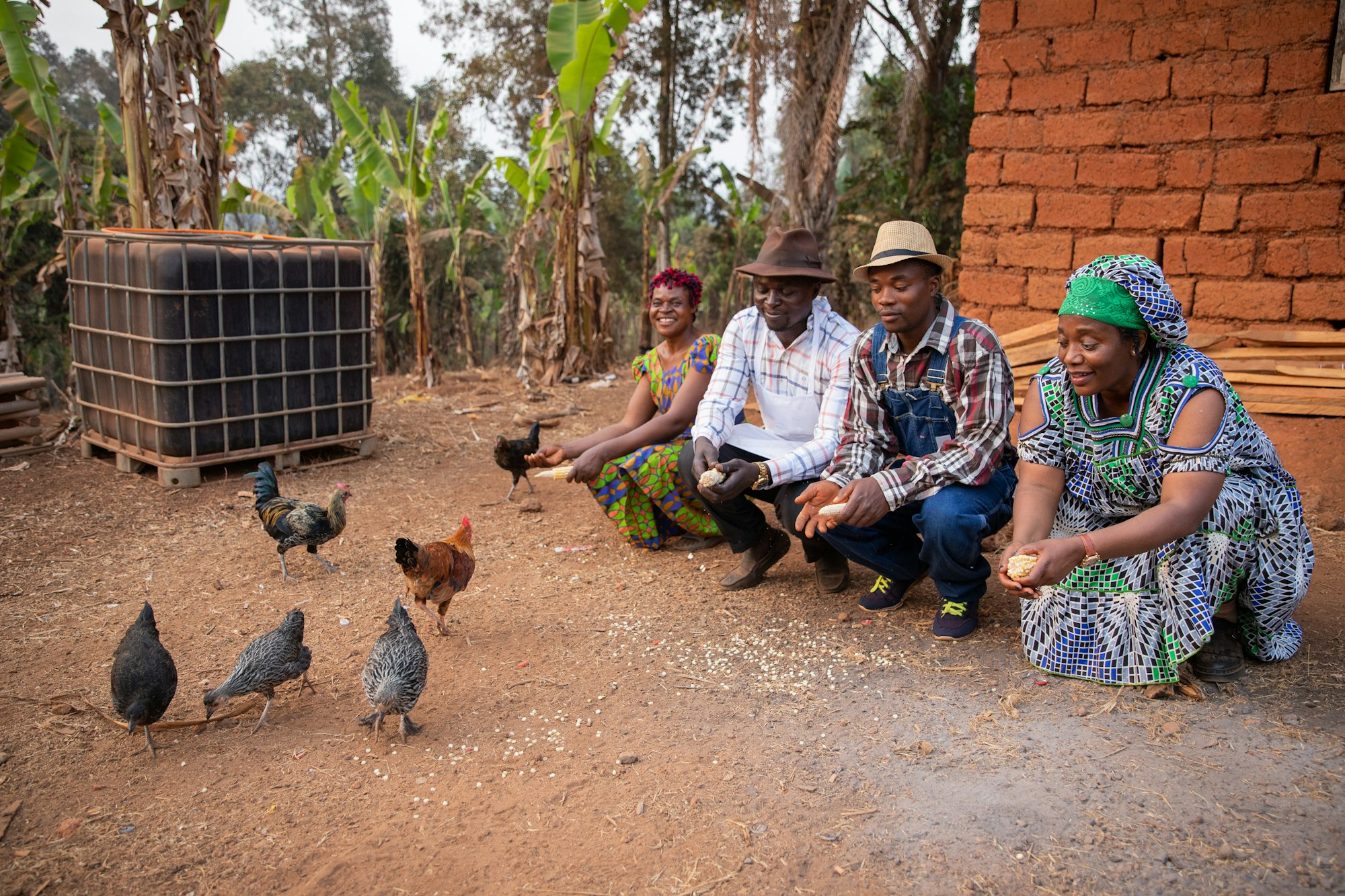 A group of farmers feed the hens with corn kernels taken from the fields, African farmers at work.